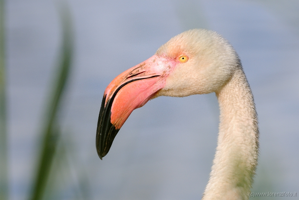 15490 Phoenicopterus roseus (Fenicottero rosa).jpg